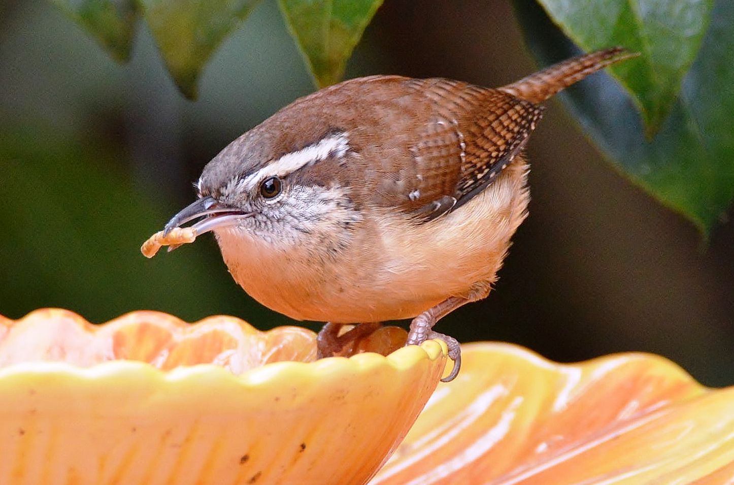 Carolina wren.jpg (copy)